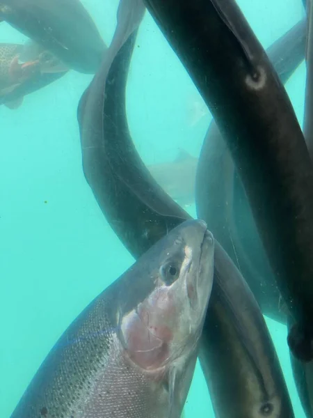 新西兰南岛金斯顿市Wakatipu湖中的一条新西兰长鳍鳗鱼 褐色鳟鱼 彩虹鳟鱼或鲑鱼的水下照片 — 图库照片
