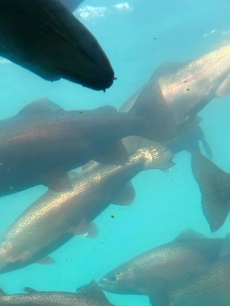 Photo Brown Trout Rainbow Trout Salmon Taken Underwater Fresh Water — Stock Photo, Image