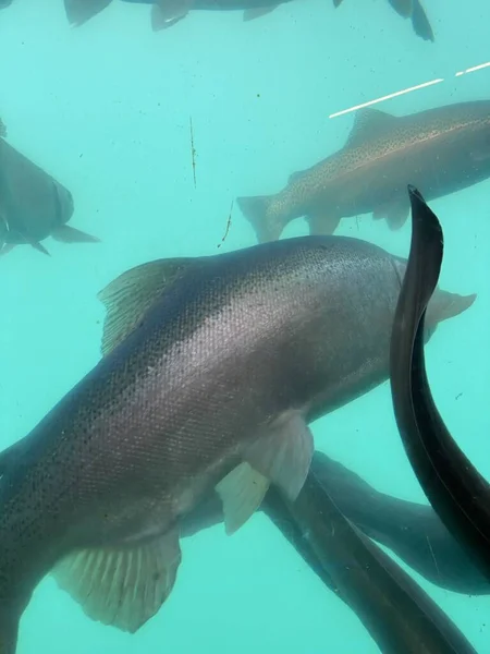 新西兰南岛金斯顿市Wakatipu湖中的一条新西兰长鳍鳗鱼 褐色鳟鱼 彩虹鳟鱼或鲑鱼的水下照片 — 图库照片