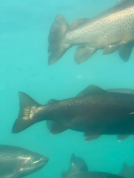 Foto Una Trucha Marrón Trucha Arco Iris Salmón Tomada Bajo — Foto de Stock