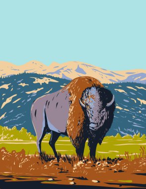 WPA poster art of a North American bison or Plains bison roaming in the prairie of Yellowstone National Park, Wyoming, United States of America USA done in works project administration style