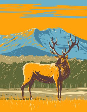 ABD 'nin Kuzey Colorado kentindeki Rocky Mountain Ulusal Parkı' nda geyik, Cervus canadensis ya da wapiti afişi..