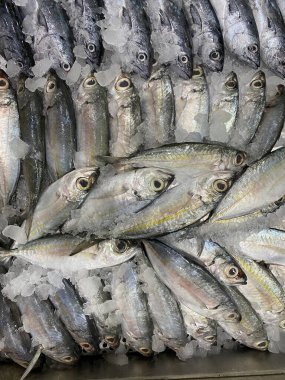 Filipin balığı tamarong, matambaka, Alepes melanoptera, blackfin scad, Carangidae familyasından tropikal bir deniz balığı türü..