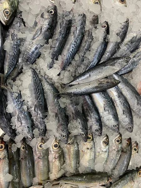 Photo of Philippine fish tulingan, Euthynnus affinis, mackerel tuna, little tuna, wavyback skipjack tuna, kawakaw, or tongkol of ray-finned bony fish in the family Scombrida, or mackerel family.