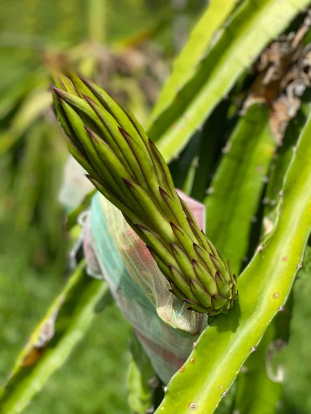 Foto Del Bulbo Flores Del Fruto Del Dragón Pitaya Pitahaya — Foto de Stock