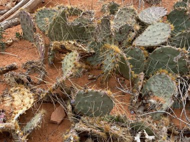 Kaktüs familyasından kaktüs familyasından kaktüs türü olan Arches National Park, Moab, Utah, ABD 'de bulunan bir bitki türü..