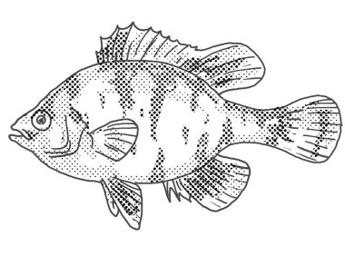 Siyah bantlı bir güneş balığının ya da Kuzey Amerika 'da bulunan tatlı su balığının karikatür tarzı çizimi siyah beyaz arka planda yarım tonlu noktalarla.
