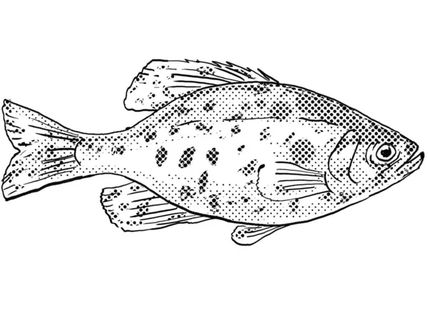 黒と白の隔絶された背景にハーフトーンドットを持つ北米で発見された黒のクリッピーやPomoxis Nigromaculatus淡水魚の漫画スタイルの描画 — ストック写真