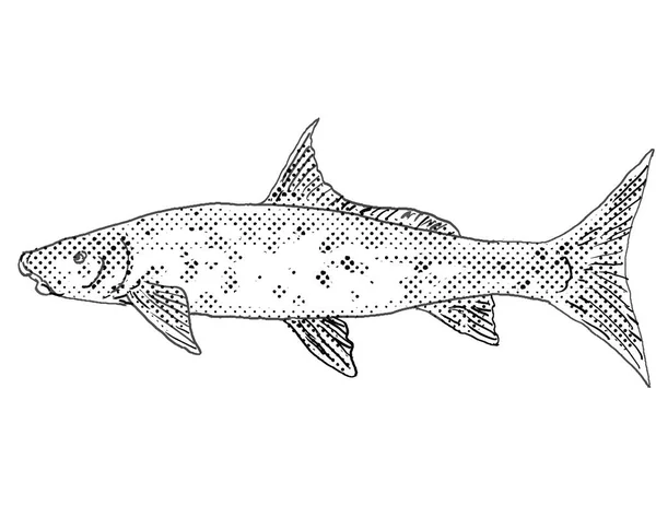 Cartoon style drawing of a blue sucker or Cycleptus elongatus freshwater fish found in North America with halftone dots on isolated background in black and white.