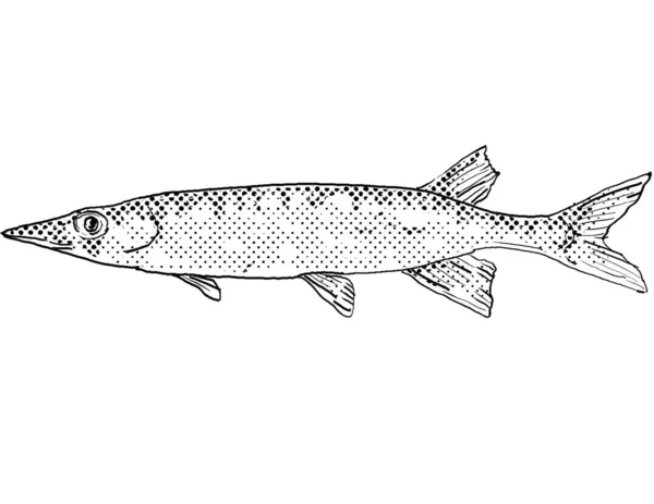 Cartoon Style Line Drawing Chain Pickerel Esox Niger Freshwater Fish — Stock Photo, Image