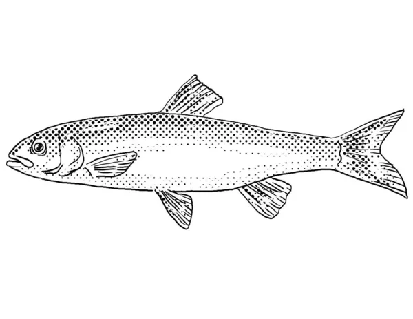 Cartoon Style Line Drawing Fallfish Semotilus Corporalis Freshwater Fish Endemic — Stock Photo, Image