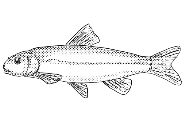 黒と白で隔絶された背景にハーフトーン ドット シェーディングが施された北米固有のエクソグロサム マクシリンガやカットリップ ミンロー淡水魚の漫画風線画 — ストック写真