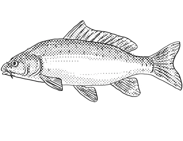 Cartoon Stijl Lijntekening Van Een Euraziatische Europese Karper Cyprinus Carpio — Stockfoto