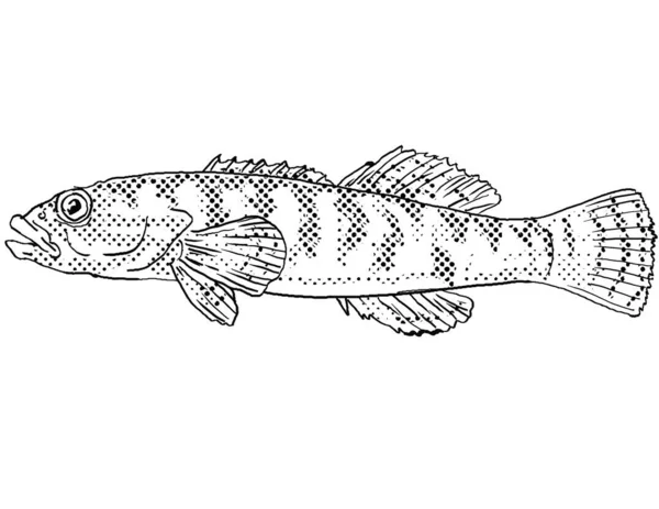 Рисунок Стиле Мультфильма Фэнтейл Etheostoma Flabellare Пресноводных Рыб Эндемичных Северной — стоковое фото