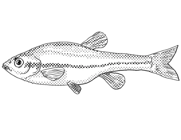 黒と白で隔絶された背景にハーフトーンドットシェーディングと北米固有の微細ダンスやクロソムス ネオゲウス淡水魚の漫画スタイルの線画 — ストック写真