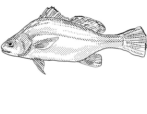淡水ドラムの漫画風の線画や 黒と白で隔絶された背景にハーフトンの陰影を持つ北米固有の淡水魚であるアプロディノトス グランニエン — ストック写真