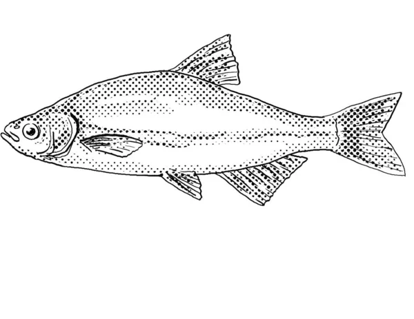 Рисунок Карикатурном Стиле Золотистого Шинера Notemigonus Soleucas Пресноводной Рыбы Привезенной — стоковое фото