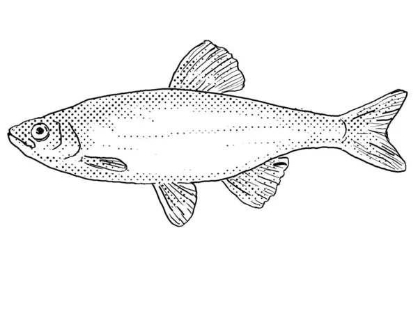 Cartoon Style Line Drawing Spotfin Shiner Cyprinella Spiloptera Freshwater Fish — Stock Photo, Image