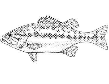 Bir Micropterus henshalli ya da Alabama levreği çizgi çizimi Kuzey Amerika 'ya özgü bir tatlı su balığı siyah beyaz arka planda yarım tonlu noktalar.