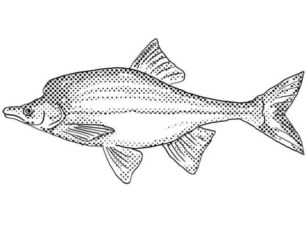Cartoon Style Line Drawing Humpback Chub Gila Cypha Freshwater Fish — Stock Photo, Image