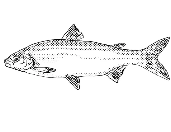 Tecknad Stil Linje Ritning Sjö Sik Eller Coregonus Clupeaformis Sötvattenfisk — Stockfoto