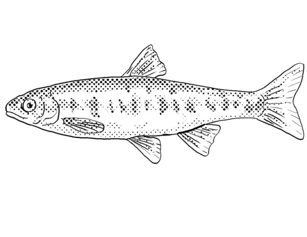 コロラド州の小さな紡錘状回またはレポメダ ビッタータの漫画風の線画は 黒と白で隔絶された背景に影を落とす半分の点を持つ北米特有の淡水魚です — ストック写真
