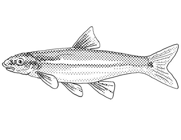 Cartoon Style Line Drawing Longnose Dace Rhinichthys Cataractae Freshwater Fish — Stock Photo, Image