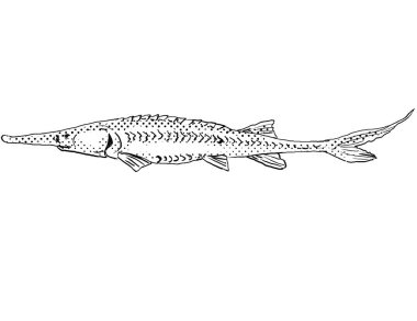 Soluk bir mersin balığının ya da Scaphirhynchus 'un çizgi çizimi Kuzey Amerika' ya özgü bir tatlı su balığı albusudur..