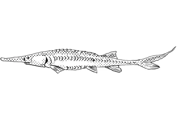 北美特有的淡水鱼 黄鱼或金丝雀的卡通风格线条画 背景呈半色调 黑白相间 背景孤立 — 图库照片
