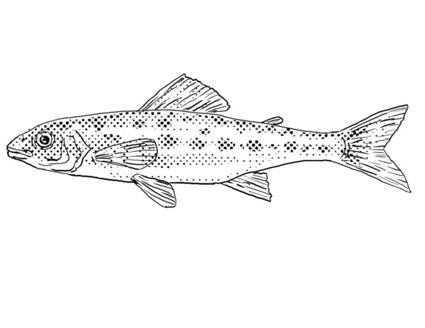 Cartoon Style Line Drawing Percopsis Omiscomaycus Trout Perch Grounder Sand — Stock Photo, Image