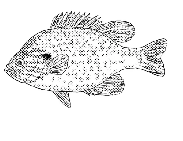 パンプキンシード ブルーギルのサンフィッシュ レポミス ギボス マクロチルス ハイブリッドサンフィッシュまたはパンプキングイル 黒と白の隔離された背景にハーフトーンドットシェーディングを持つ北米固有の淡水魚の漫画スタイルラインの描画 — ストック写真