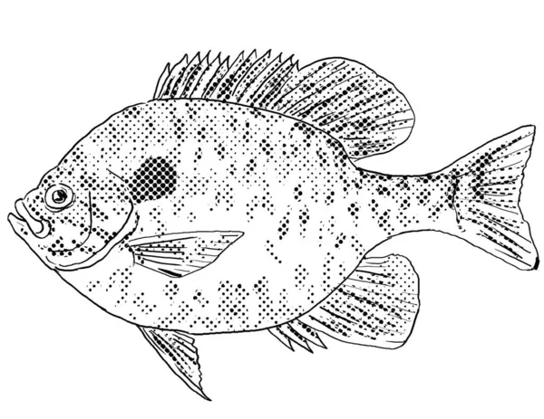 Cartoon Style Line Drawing Pumpkinseed Lepomis Gibbosus Pond Perch Common — Stock Photo, Image