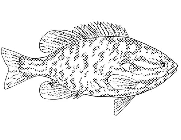 Rysunek Linii Stylu Kreskówki Północnej Sunfish Lub Lepomis Peltastes Słodkowodnej — Zdjęcie stockowe