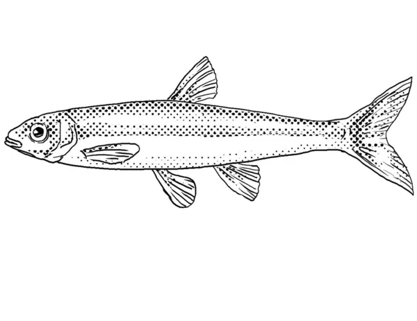 Cartoon Style Line Drawing Mimic Shiner Notropis Volucellus Freshwater Fish — Stock Photo, Image