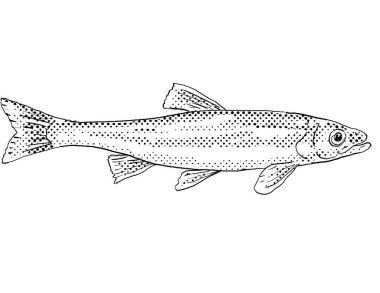 Kırmızı yüzgeçli bir dace ya da Clinostomus çizgi çizimi Kuzey Amerika 'ya özgü siyah beyaz arka planda yarım tonlu noktaların gölgelendiği bir tatlı su balığını uzatır..