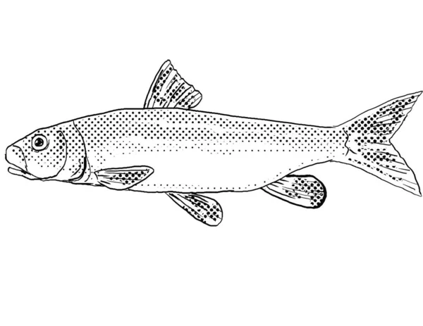 Cartoon Style Line Drawing River Redhorse Moxostoma Carinatum Freshwater Fish — Stock Photo, Image