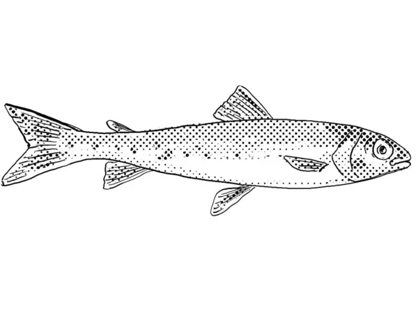 Cartoon Style Line Drawing Whitfish Prosopium Cylindraceum Freshwater Fish Endemic — стоковое фото