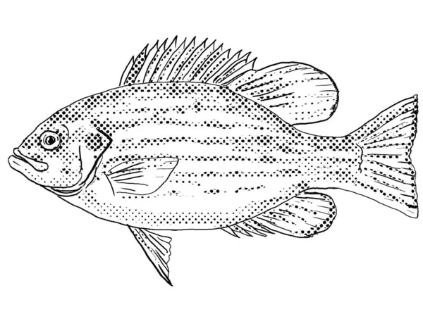 Cartoon Style Line Drawing Rock Bass Ambloplites Rupestris Rock Perch — Stock Photo, Image