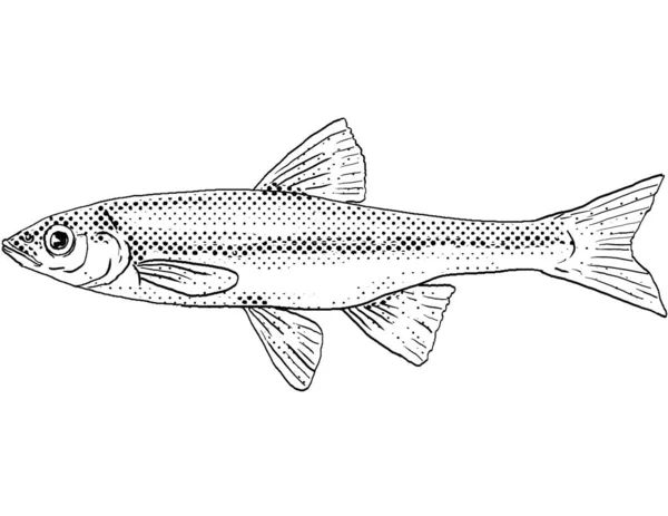 만화식 페이스 샤이너 노트로 켈루스를 물갈퀴가 북아메리카 민물고기 흑백으로 돌출되어 — 스톡 사진