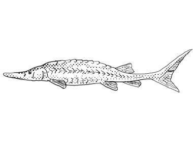 Bir kürek burunlu mersin balığı ya da Scaphirhynchus platorynchus çizgi çizimi Kuzey Amerika 'ya özgü bir tatlı su balığıdır..
