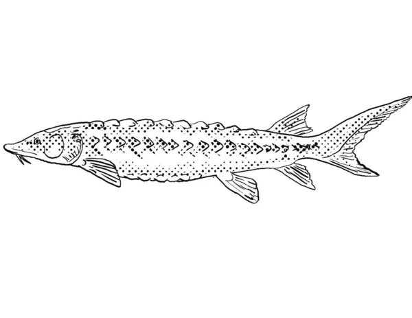 アキペンサー Acipenser の略で 北米固有の淡水魚で 黒と白で隔絶された背景にハーフトーンのドットが陰影をつけて描かれています — ストック写真