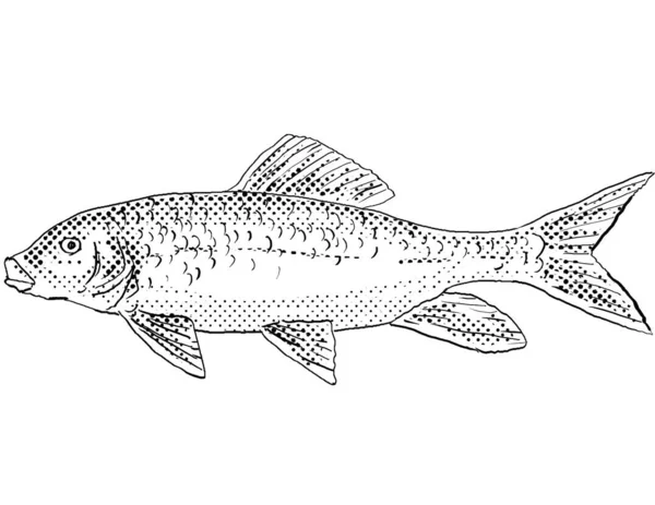北美特有的淡水鱼 银红马或莫索斯托马海葵的卡通画线 背景呈半色调 背景为黑白相间 — 图库照片