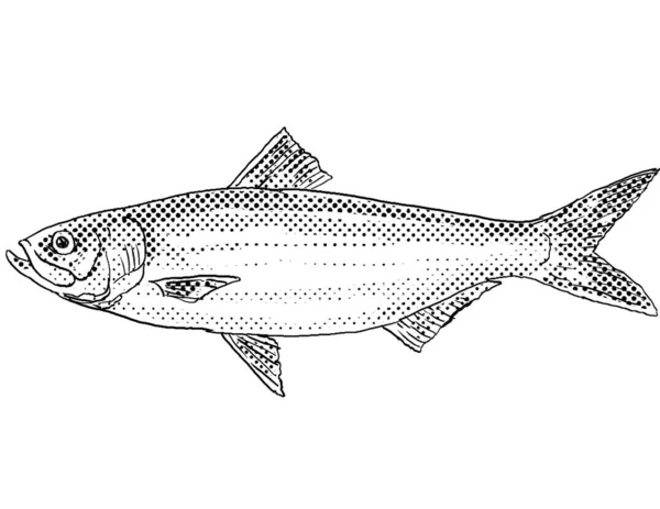 スキップジャック シャッドやアロサ クライソクロリスの漫画風の線画は 黒と白で隔絶された背景に半減点が陰影をつける北米固有の淡水魚である — ストック写真