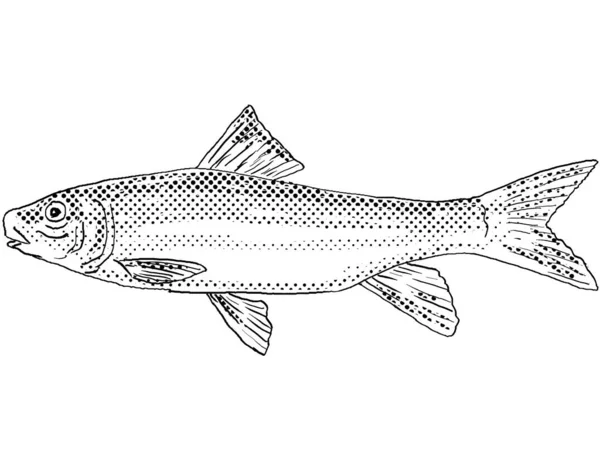 Rysunek Linii Kreskówki Spotted Ssawka Lub Melanops Minytrema Słodkowodnej Ryby — Zdjęcie stockowe