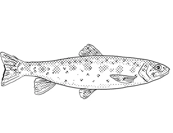 Kresba Čáry Stylu Karikatury Pstruha Atabaského Nebo Oncorhynchus Mykiss Sladkovodní — Stock fotografie