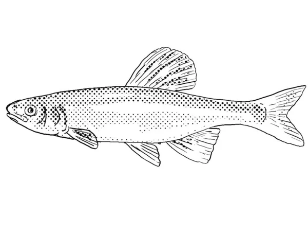 Cartoon Style Line Drawing Whitetail Shiner Cyprinella Galactura Freshwater Fish — Stock Photo, Image