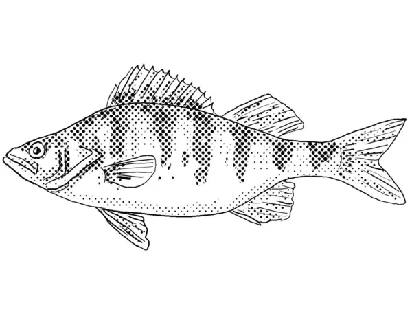 Cartoon Style Line Drawing Yellow Perch Perca Flavescens Perch Striped — Stock Photo, Image