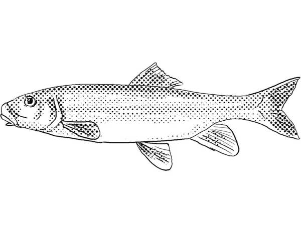 白い吸盤またはカトストムス コマルソニの漫画風の線画黒と白で隔絶された背景に半減点シェーディングと北米固有の淡水魚 — ストック写真