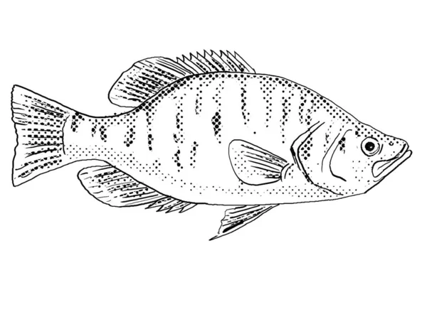 Cartoon Style Line Drawing White Crappie Pomoxis Annularis Goldring Silver — Stock Photo, Image