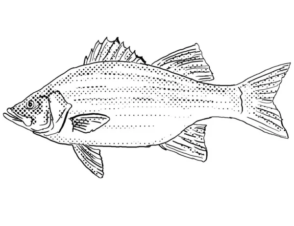 白い低音 銀の低音または砂の低音の漫画様式の線画モロンは黒及び白の隔離された背景で陰影の半分の点が付いている北米に固有の淡水魚を菊する — ストック写真